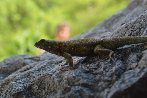 Nelson's Spiny Lizard