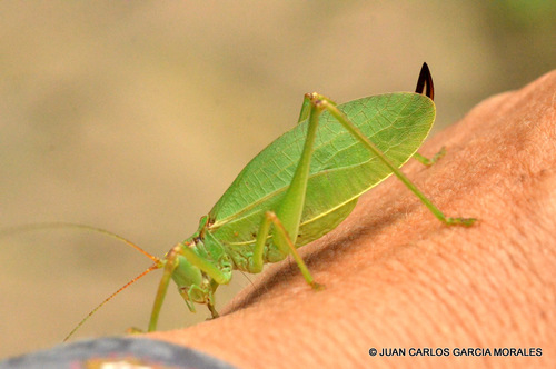 Pterophylla beltrani