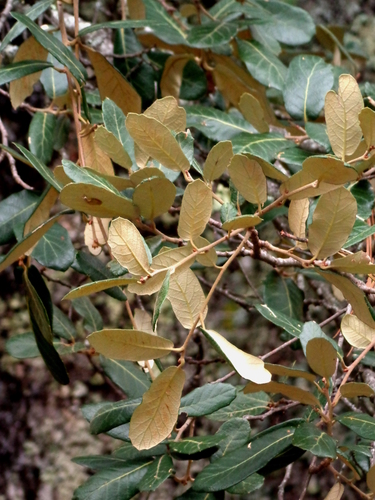Santa Rosa Oak