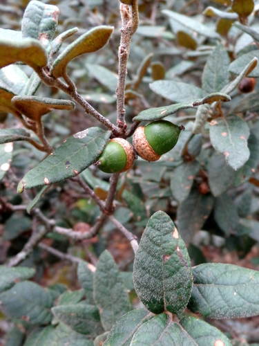Quercus miquihuanensis