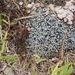 Granular Soil Foam Lichen - Photo (c) abigail_orosz, all rights reserved