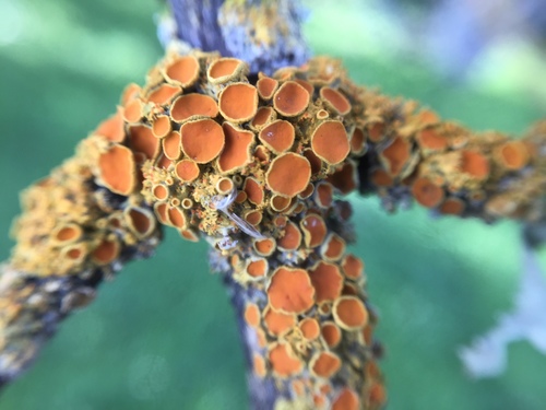 Pin-cushion Sunburst Lichen