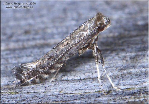 Unspotted Tentiform Leafminer Moth