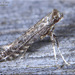 Unspotted Tentiform Leafminer Moth - Photo (c) Alain Hogue, all rights reserved, uploaded by Alain Hogue