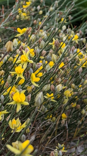 Jacksonia stackhousei F.Muell.