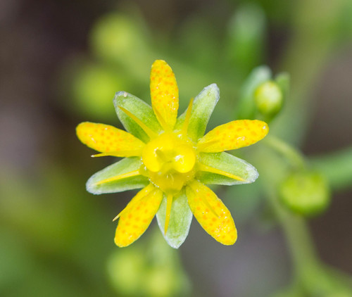Yellow Saxifrage