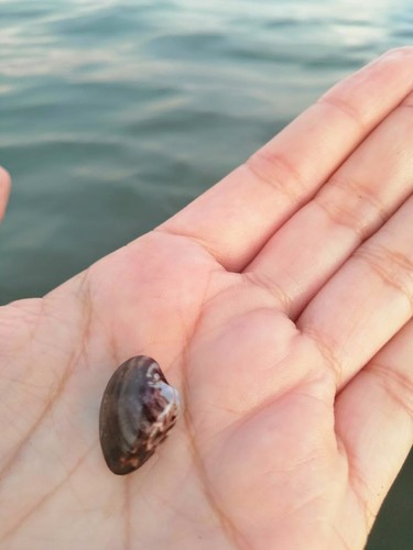 Chocolate Clam