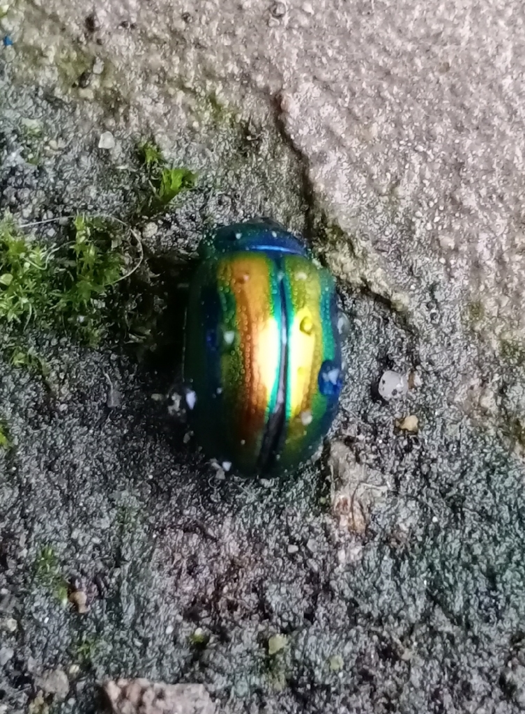 Chrysolina virgata from Приморский край, Россия, 692916 on August 25