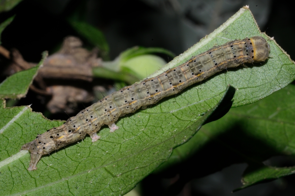 Hibiscus Leaf Caterpillar Moth from Abbotts Creek, NC, USA on August 24 ...