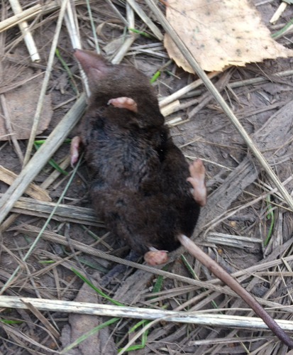 Even-toothed Shrew