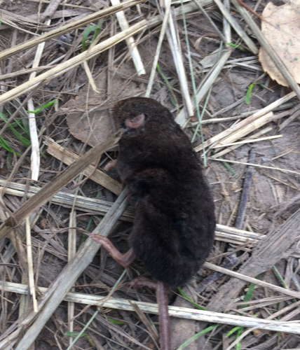 Even-toothed Shrew