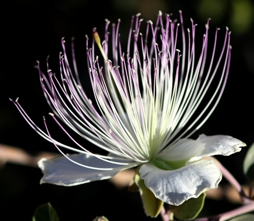Caper Bush