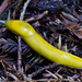 Slender Banana Slug - Photo (c) Frank Walther, all rights reserved
