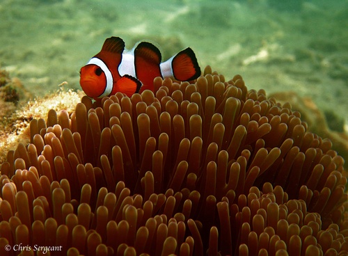 Ocellaris Anemonefish — seen at this dive site
