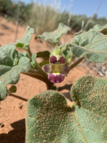 sanddune unicorn-plant (Proboscidea sabulosa)