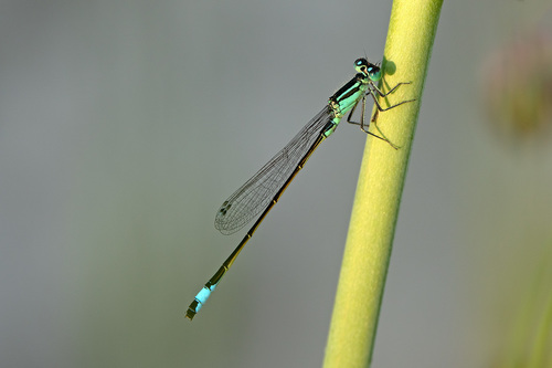 Ischnura elegans