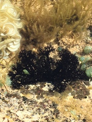 Holothuria cinerascens image