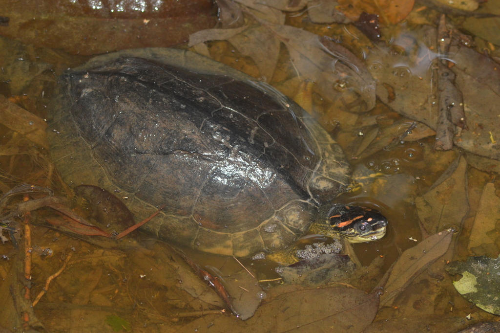 Spotted-legged Turtle from Mayaro Rio Claro Regional Corporation ...