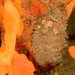Observation photo