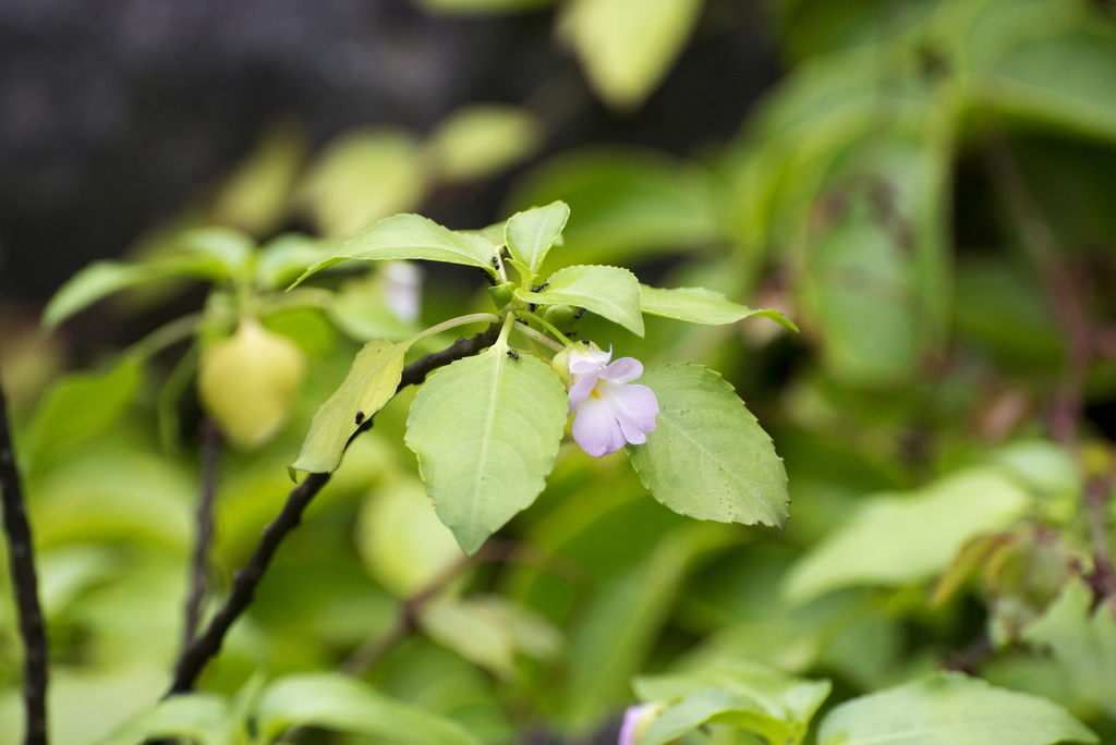 Impatiens verrucifer (Impatiens verrucifer)