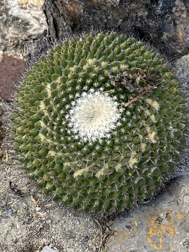 Mammillaria gigantea