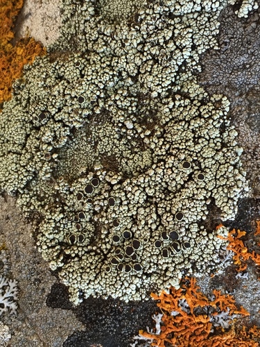 Varying Rim Lichen