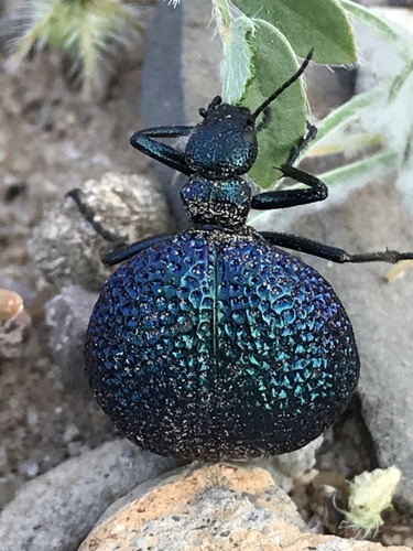 Black Bladder-bodied Meloid