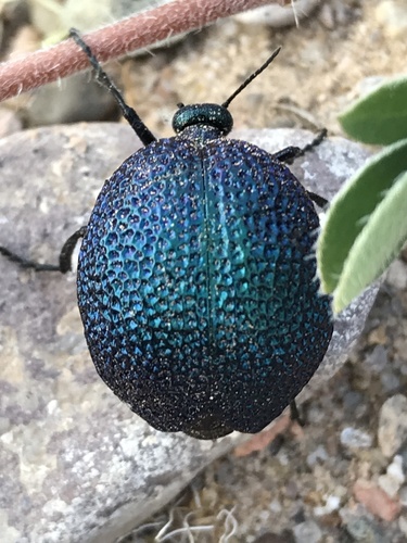 Black Bladder-bodied Meloid