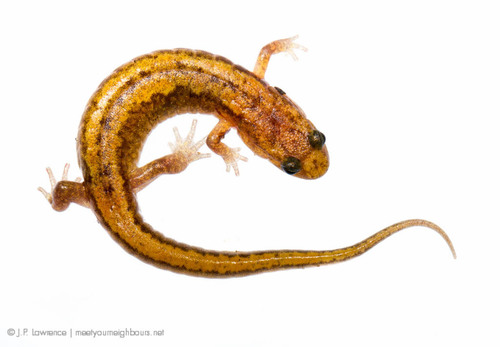 Blue Ridge Dusky Salamander