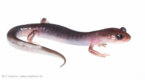 Northern Gray-cheeked Salamander