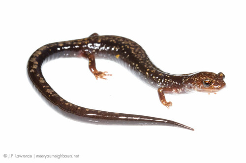 Peaks of Otter Salamander