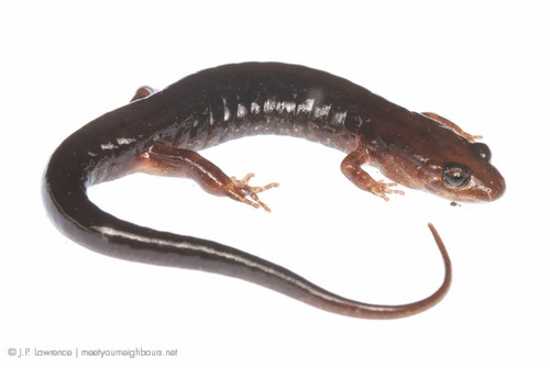 Blue Ridge Dusky Salamander
