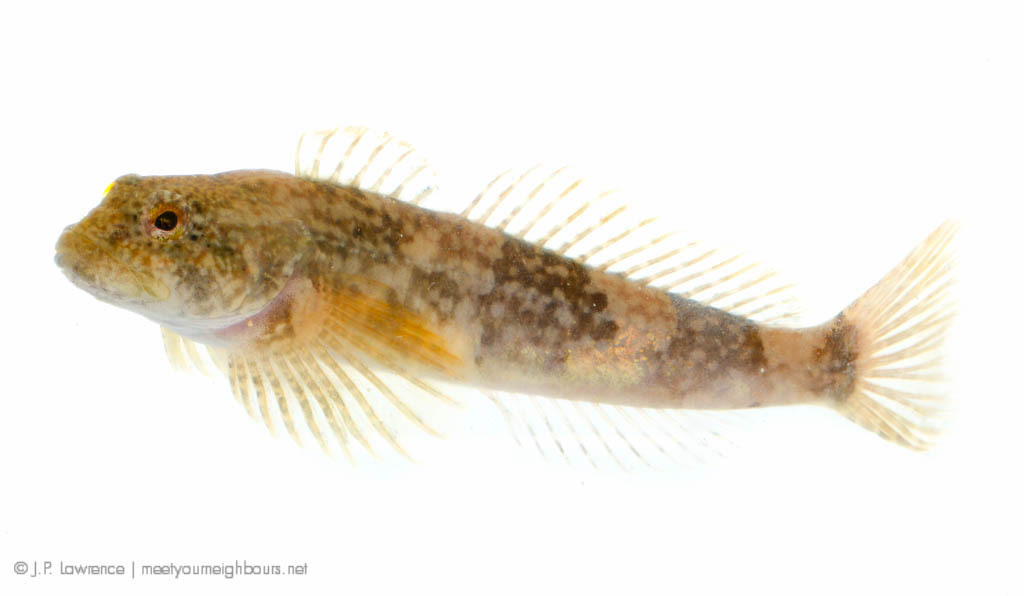 Mottled Sculpin In May 2014 By Jp Lawrence Mottled Sculpin Cottus