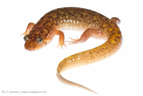 Seal Salamander