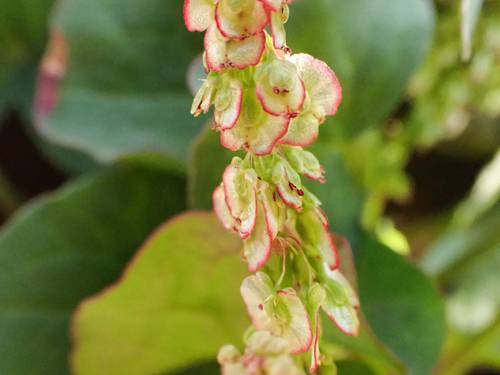 alpine sorrel