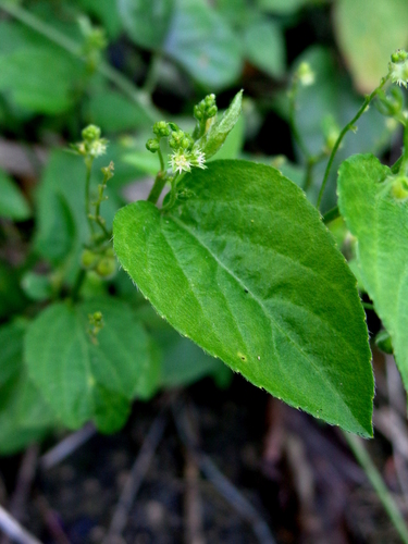 Mexican Silverbush (Chiropetalum astroplethos)