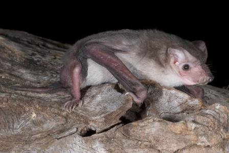 Beccari's Mastiff Bat (Ozimops beccarii) — Least Concern Mammalia