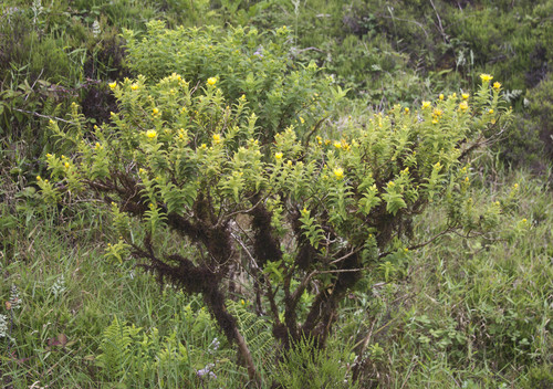 Azorean St. John's-wort