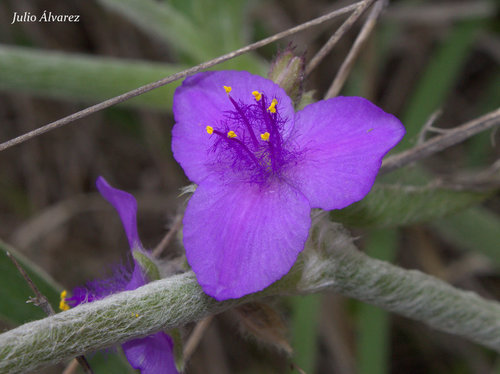Tradescantia crassifolia