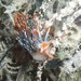 Sakuraeolis nungunoides - Photo (c) Mafia Island Diving, όλα τα δικαιώματα διατηρούνται, uploaded by Mafia Island Diving