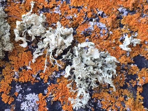 Hooded Ribbon Lichen