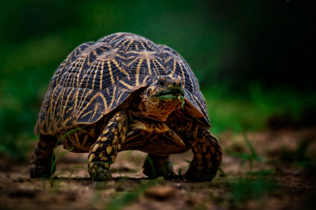 Indian Star Tortoise in August 2016 by Chauhan Vivek · iNaturalist