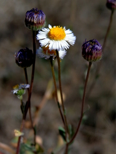 Rio Grande fleabane (Erigeron tenellus)