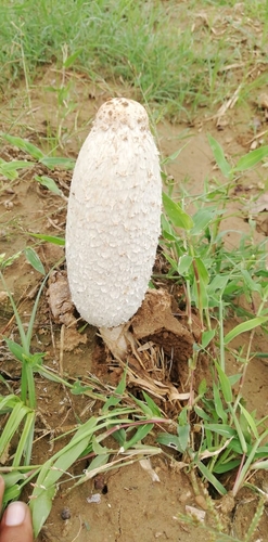 Shaggy Mane
