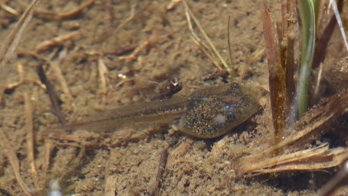 iNaturalist observation photo of Pacific chorus frog