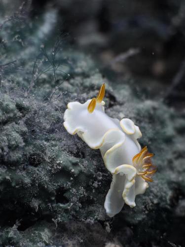 Yellow-margin Nudibranch