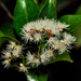 Syzygium myrtifolium - Photo (c) Kai Ren, todos los derechos reservados, uploaded by Kai Ren