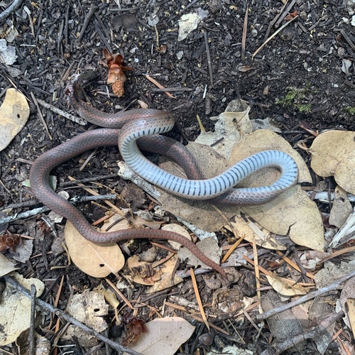 iNaturalist observation photo of Forest Sharp-tailed Snake