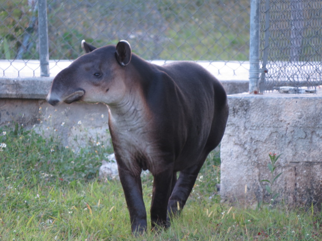 Baird's Tapir from Calakmul, Camp., México on February 26, 2017 at 06: ...