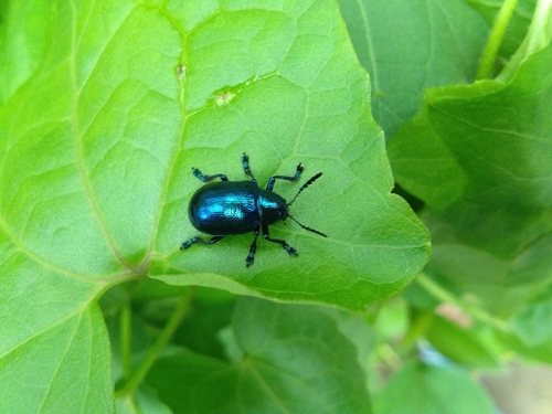Platycorynus peregrinus